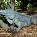 iguana_blue_qebp_gc_h_0174_cay0643.jpg